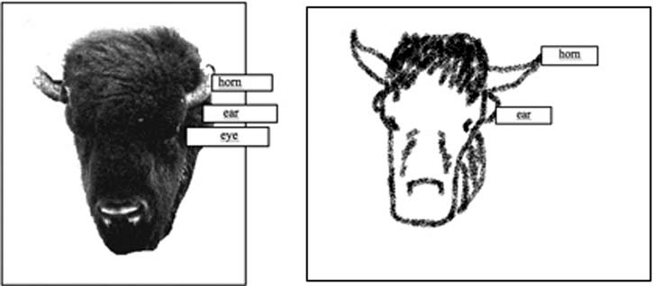 725x318 Sketch Of Ox Head With Outline Of Basic Shape And Parts - Ox Sketch