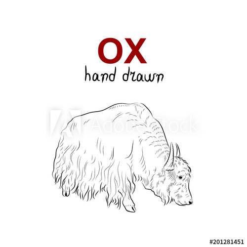 500x500 Sketch Of Ox. Handmade Drawn. - Ox Sketch