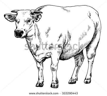 450x406 Vector Illustration, Hand Drawn Realistic Sketch Of An Ox - Ox Sketch