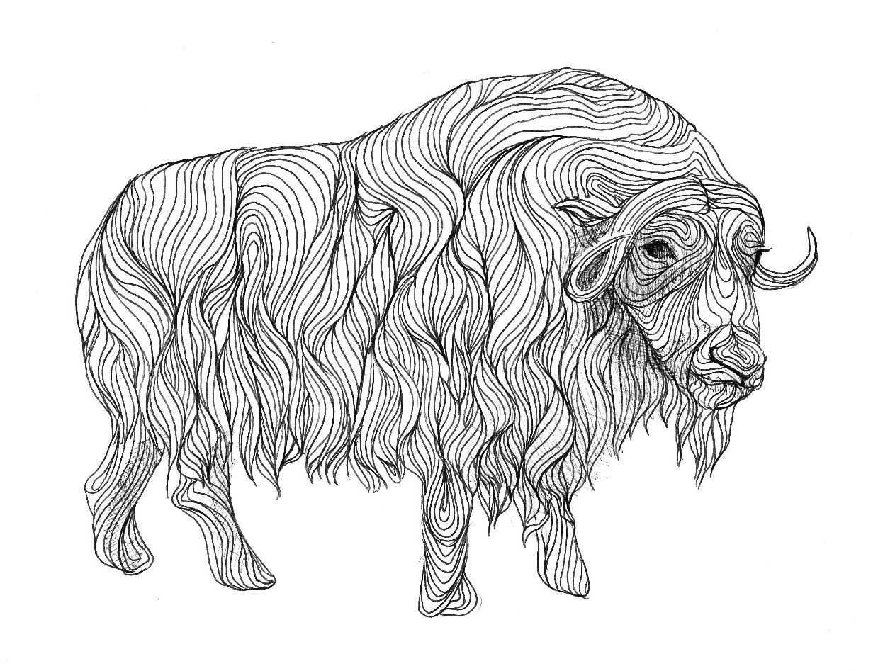 1239x947 Musk Ox Drawing Artsy Fartsy Drawings, Musk Ox And Art - Ox Sketch