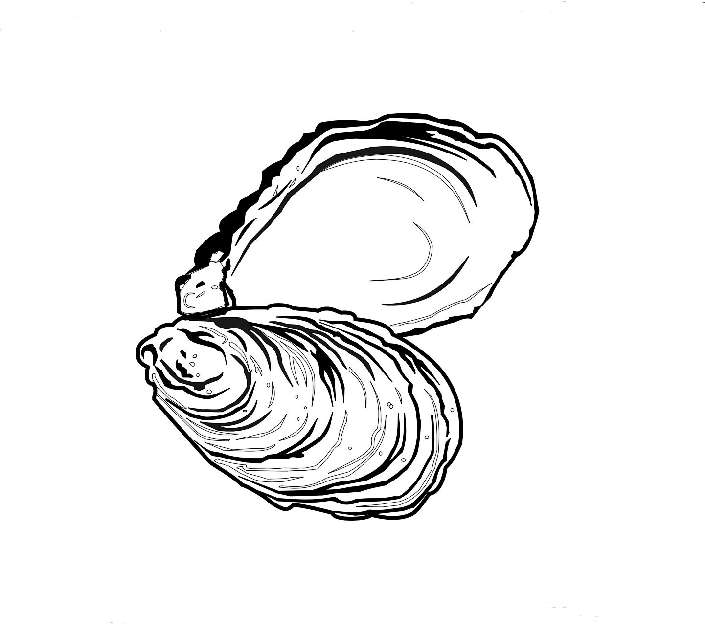1441x1297 Drawn Shell Oyster Shell - Oyster Sketch
