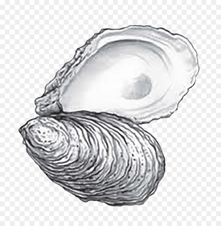 Oyster Sketch at PaintingValley.com | Explore collection of Oyster Sketch