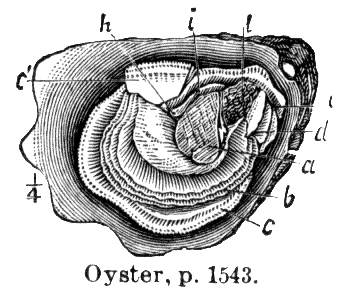 341x295 Gastronomista Anthony And The Oyster - Oyster Sketch