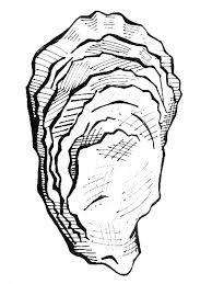 194x259 Image Result For Oyster Sketch Flower In 2018 - Oyster Sketch