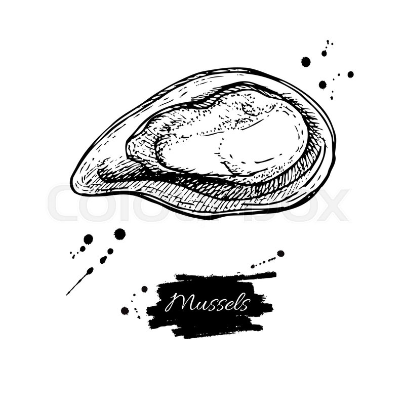 800x800 Mussel Hand Drawn Vector Illustration. Engraved Style Vintage - Oyster Sketch