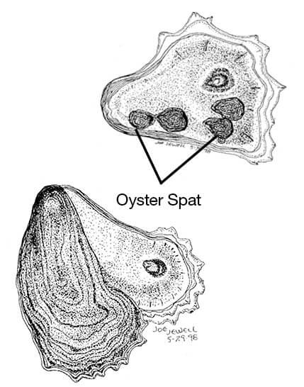 429x546 Oyster Regulations Mississippi Saltwater Fishing Regulations - Oyster Sketch