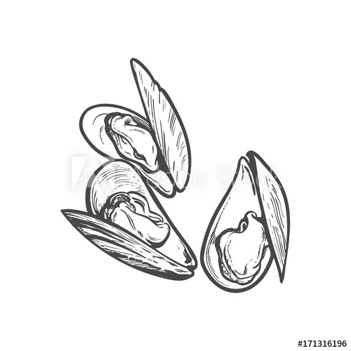 500x500 Vector Sketch Cartoon Sea Mussel, Oyster. Isolated Illustration On - Oyster Sketch