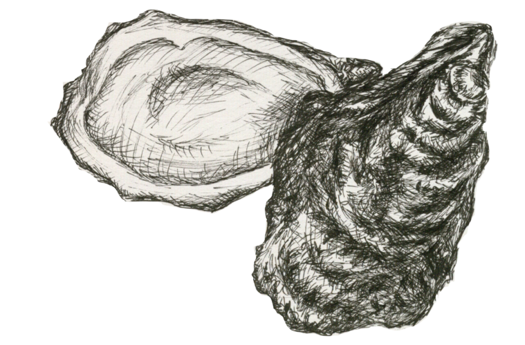 Oyster Sketch at Explore collection of Oyster Sketch