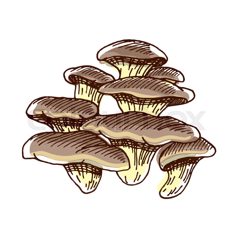 800x800 Color Sketch Of Oyster. Hand Drawn Mushrooms Isolated On White - Oyster Sketch