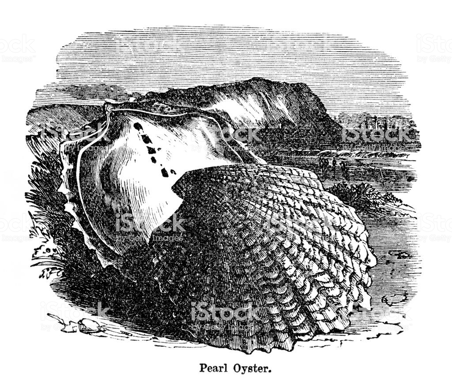 900x779 Download Engraving Clipart Oyster Pearl Pinctada Seashell - Oyster Sketch