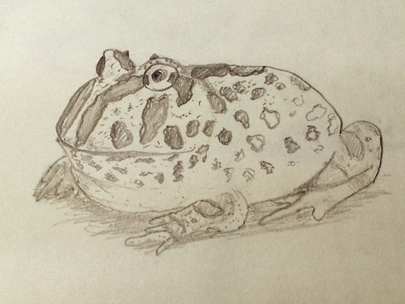 800x600 Sketch Of A Pacman Frog Lohjianhui - Pacman Sketch
