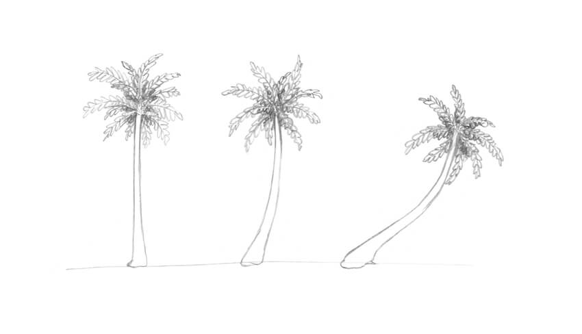 850x488 How To Draw A Palm Tree - Palm Leaf Sketch