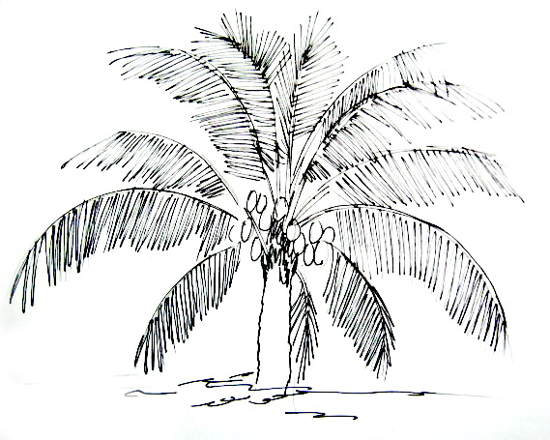 550x440 How To Draw A Coconut Palm Tree - Palm Leaf Sketch