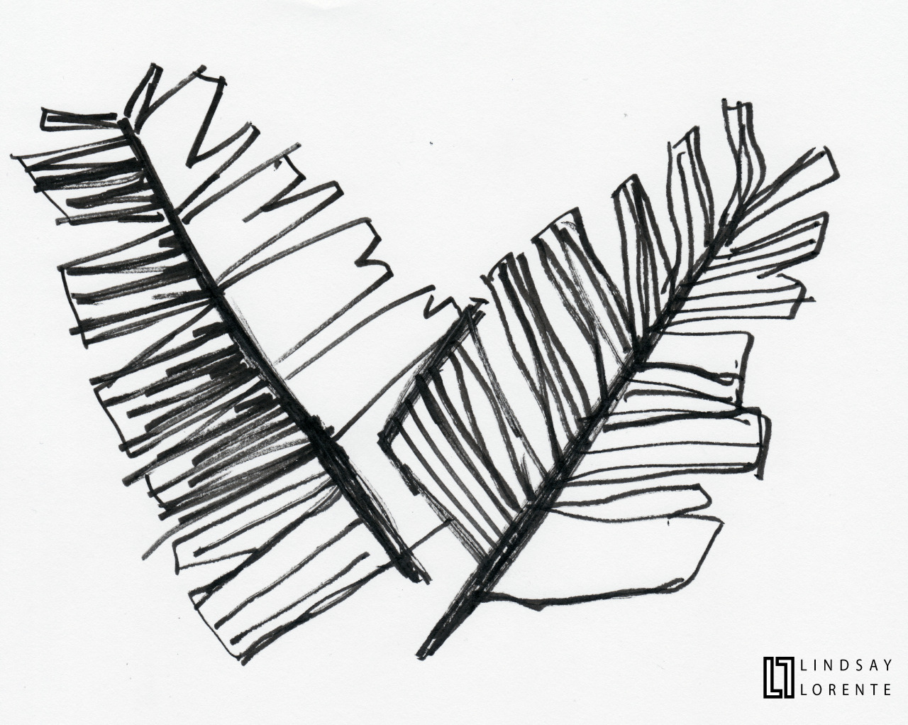 1280x1021 Collection Of Palm Leaf Drawing High Quality, Free Cliparts - Palm Leaf Sketch
