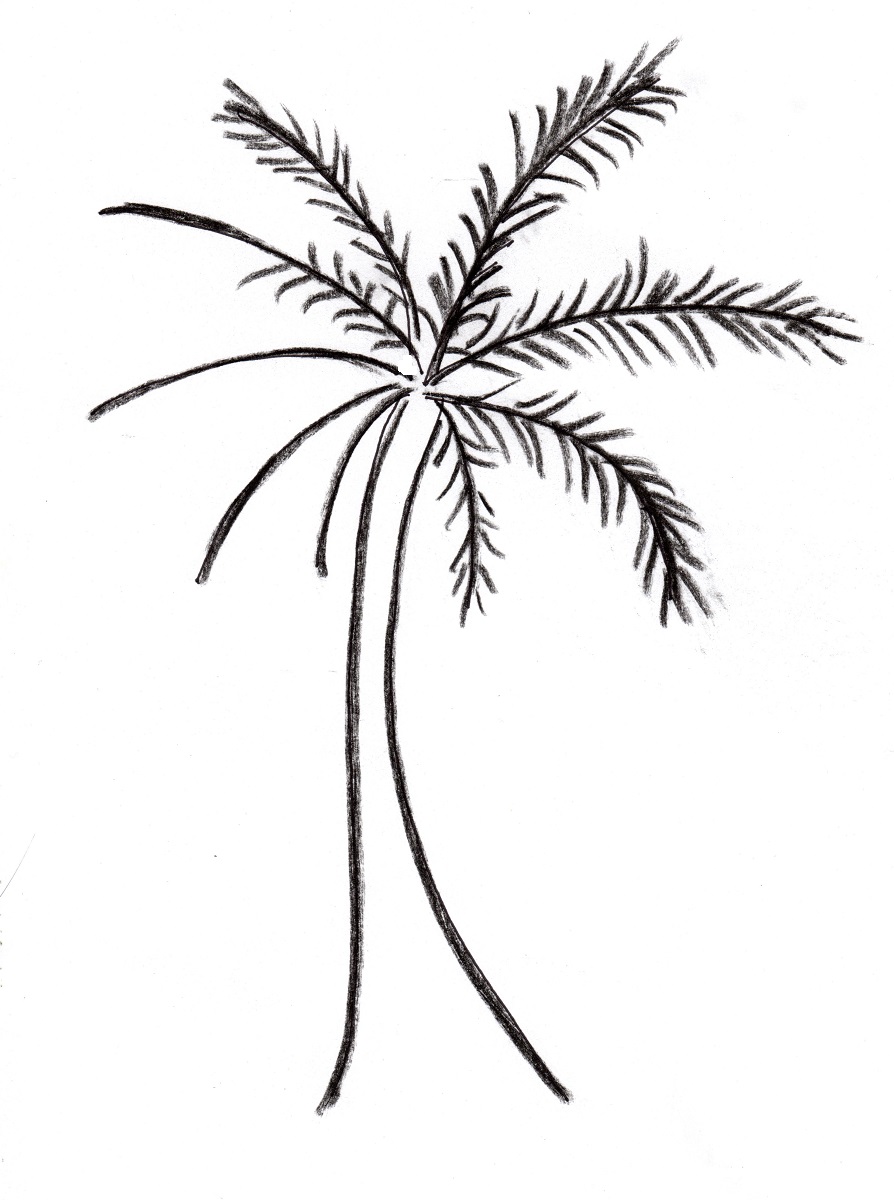 894x1200 Palm Tree Drawing - Palm Leaf Sketch