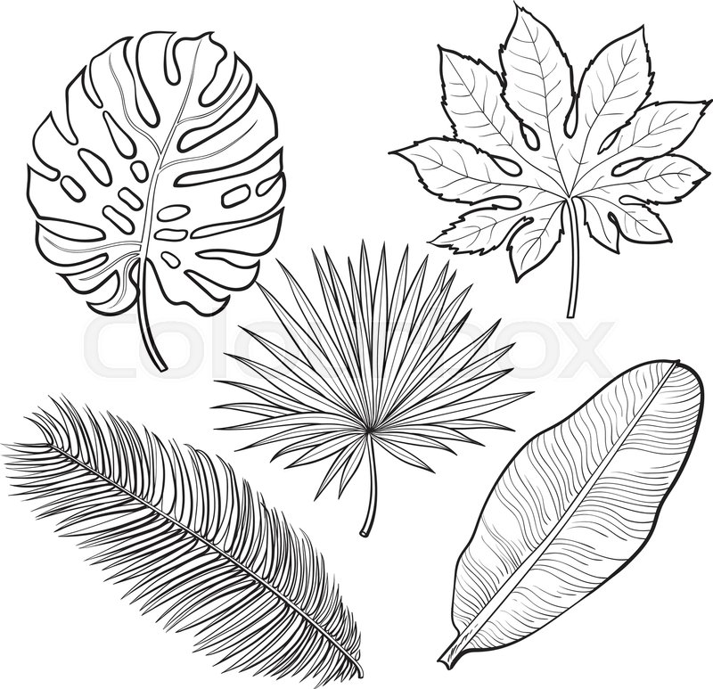 800x773 Set Of Tropical Palm Leaves, Sketch Style Vector Illustration - Palm Leaf Sketch