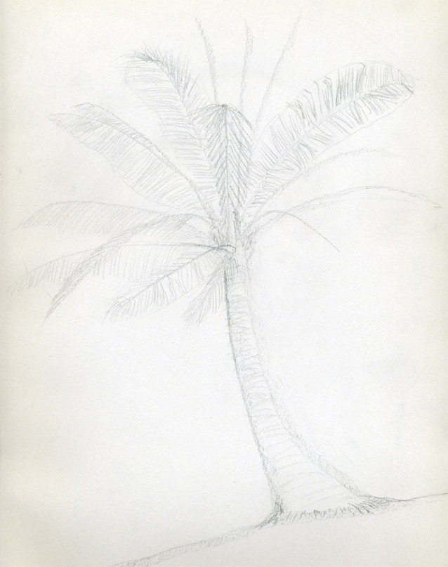 638x807 How To Draw Palm Trees - Palm Leaves Sketch