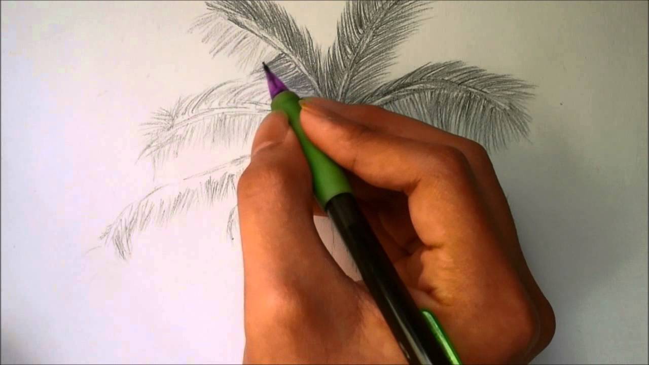 1280x720 How To Draw A Palm Tree - Palm Leaves Sketch