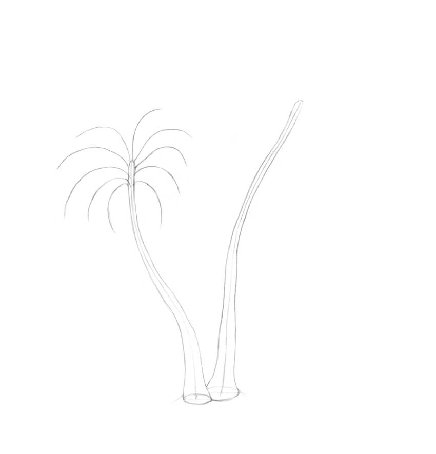 850x885 How To Draw A Palm Tree - Palm Leaves Sketch