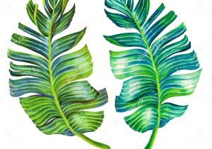 300x210 Palm Fronds Drawing Palm Fronds Watercolor Sketch Stock Photo - Palm Leaves Sketch