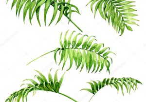 300x210 Palm Fronds Drawing Palm Tree Leaves Drawing At Getdrawings Free - Palm Leaves Sketch