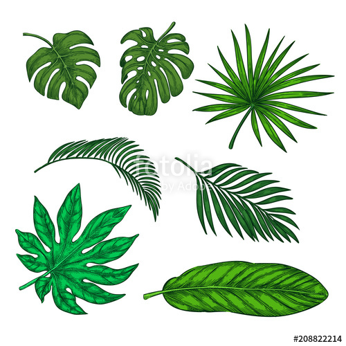 500x500 Tropical Green Palm Leaves Set, Vector Sketch Illustration. Hand - Palm Leaves Sketch