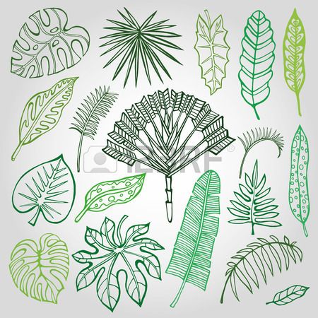 450x450 Tropical Palm Leaves Set.vector Leaf,outline Drawing In Vintage - Palm Leaves Sketch