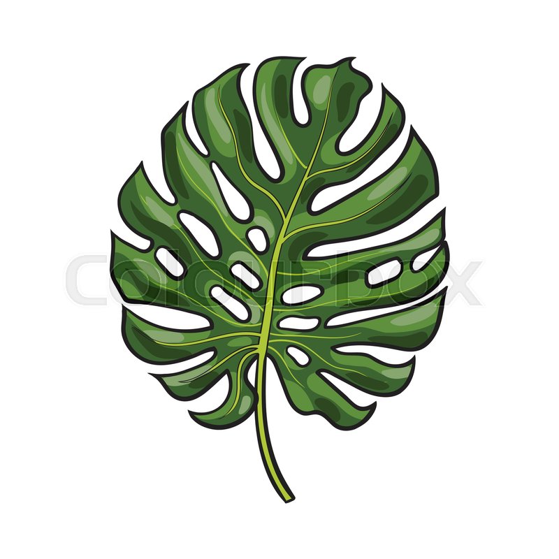 800x800 Full Fresh Leaf Of Monstera Palm Tree, Sketch Style Vector - Palm Leaves Sketch