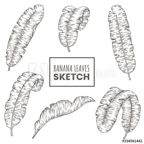 500x500 Hand Drawn Banana Leaves Set. Tropical Palm Branch Sketch Isolated - Palm Leaves Sketch