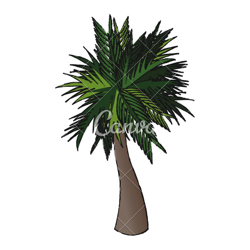 800x800 Palm Tree Sketch - Palm Sketch