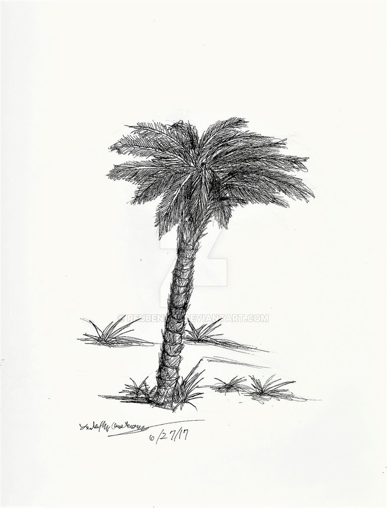 780x1025 Palm Tree Sketch - Palm Sketch