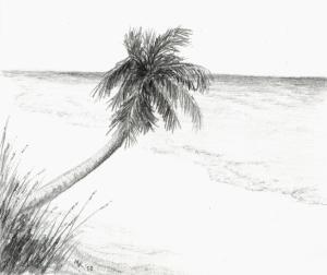 300x252 Palm Tree Sketch - Palm Sketch