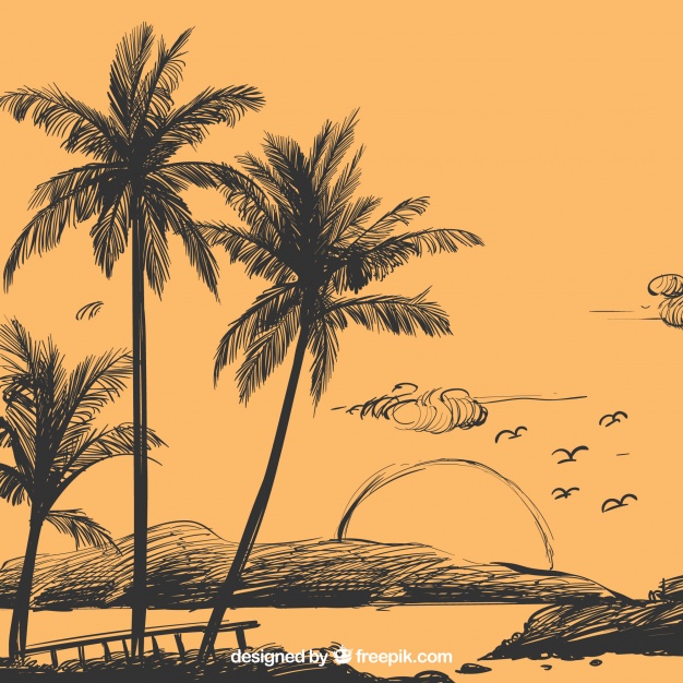 626x626 Palm Tree Sketch Background Vector Free Download - Palm Sketch