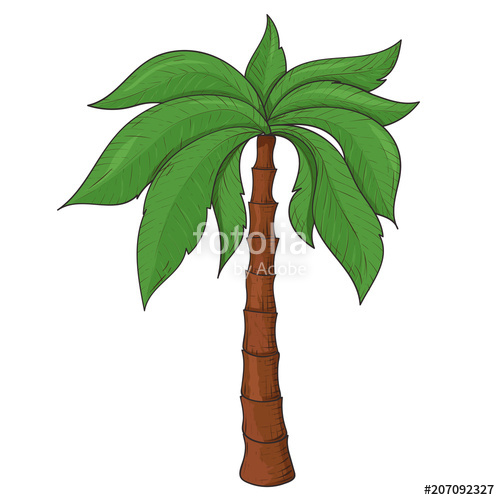 500x500 Palm Tree. Colored Sketch Stock Image And Royalty Free Vector - Palm Sketch