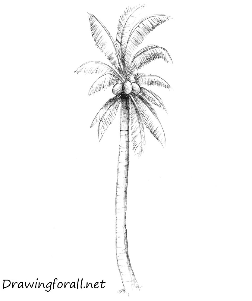 836x1000 Sketch A Palm Tree - Palm Sketch