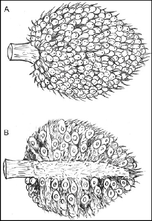 305x442 Sketch Of (A) Oil Palm Fresh Fruit Bunches (B) Cross Section Of - Palm Sketch