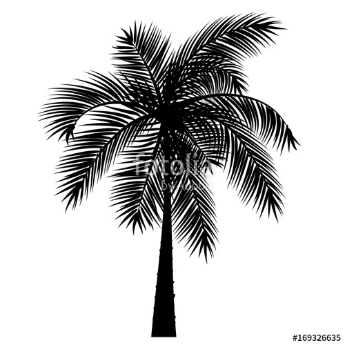 500x500 Vector Sketch Of A Palm Tree On A Transparent Background Stock - Palm Sketch