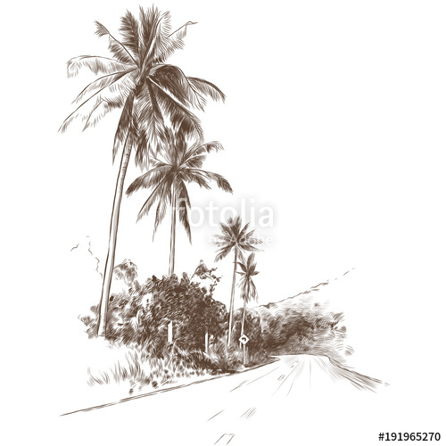 500x500 Road And Jungle With Palm Trees On The Edges, Sketch Vector - Palm Sketch