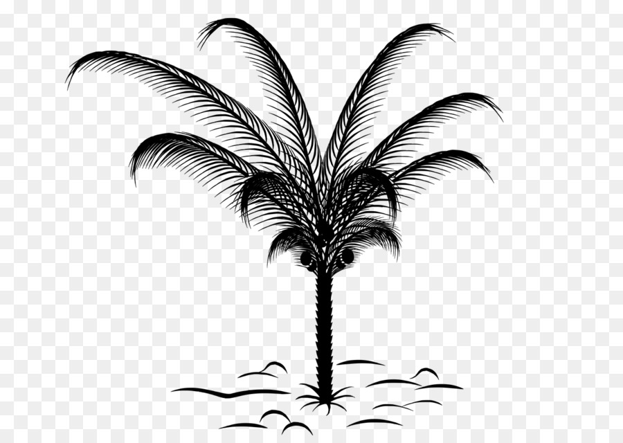 900x640 Paper Arecaceae Palm Branch Sketch - Palm Sunday Sketch