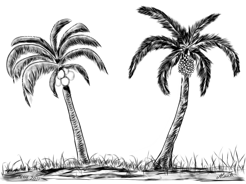 1024x768 Palm Tree Beach Drawing How To Draw Realistic Palm Trees - Palm Tree Beach Sketch