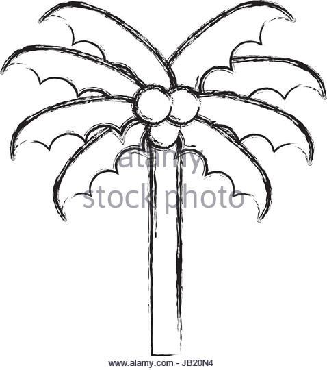 478x540 Palm Tree Black And White Outline Tree Sketch Drawing - Palm Tree Sketch