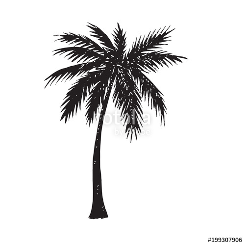 Palm Tree Sketch at PaintingValley.com | Explore collection of Palm ...