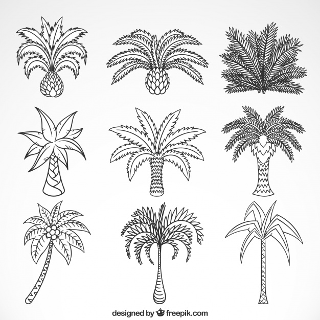626x626 Sketches Of Palm Trees Collection Vector Free Download - Palm Tree Sketch