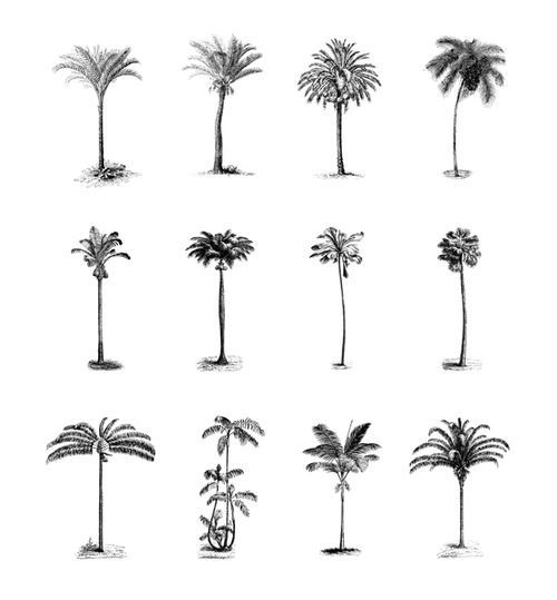 500x539 Palm Tree Sketch - Palm Tree Sketch