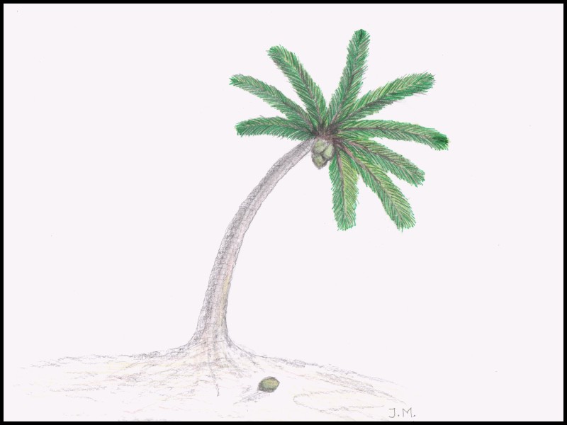 800x600 Inspirational Palm Tree Drawing Easy Weputus.icu - Palm Tree Sketch Easy