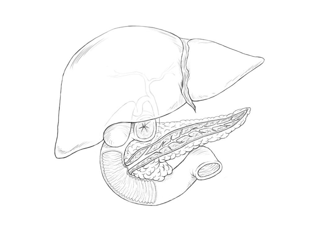 1000x750 Liver, Pancreas, Gallbladder Illustration Lachina Creative - Pancreas Sketch