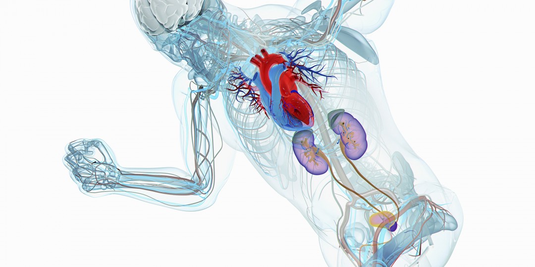 1080x540 Pancreas - Pancreas Sketch