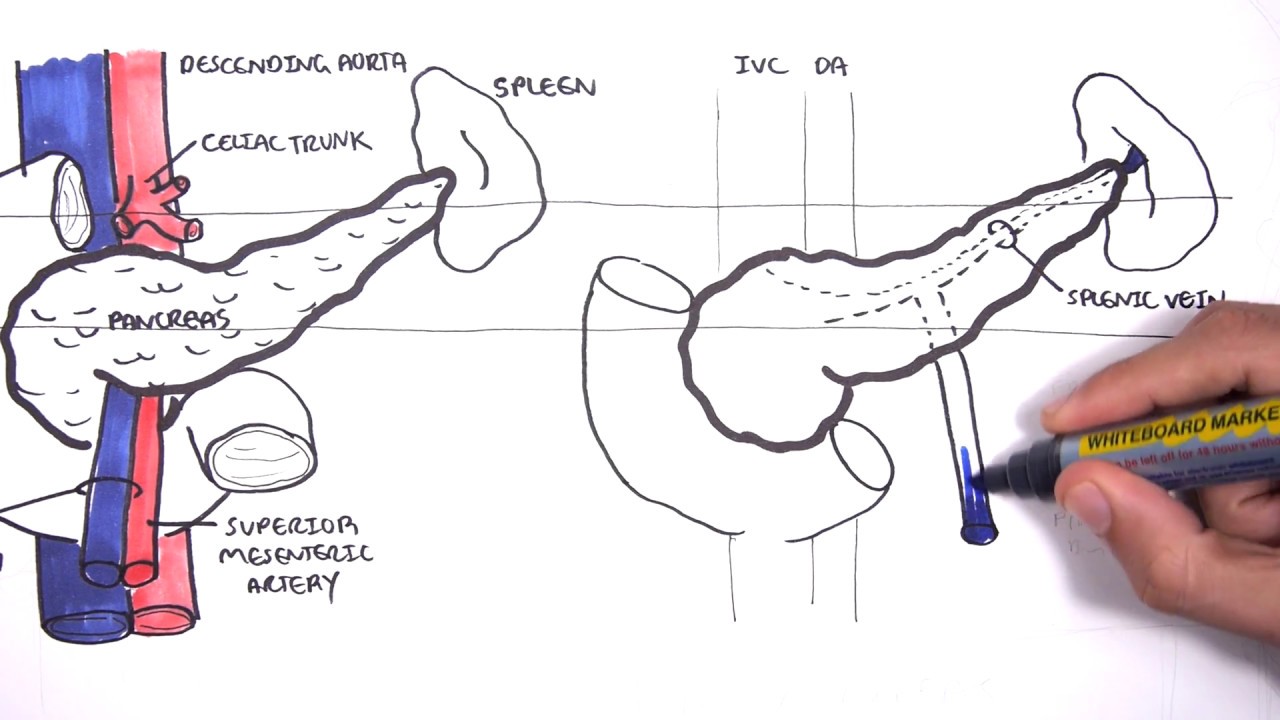 1280x720 Pancreas Clinical Anatomy And Physiology - Pancreas Sketch