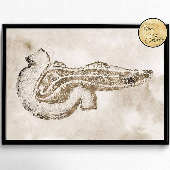 570x571 Pancreas Watercolor Printhuman Anatomy Internal Organs Etsy - Pancreas Sketch