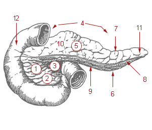 301x259 The Pancreas Boundless Anatomy And Physiology - Pancreas Sketch